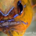 cardinalfish_ringtailed_gbb_mb_h_0242_png1576.jpg